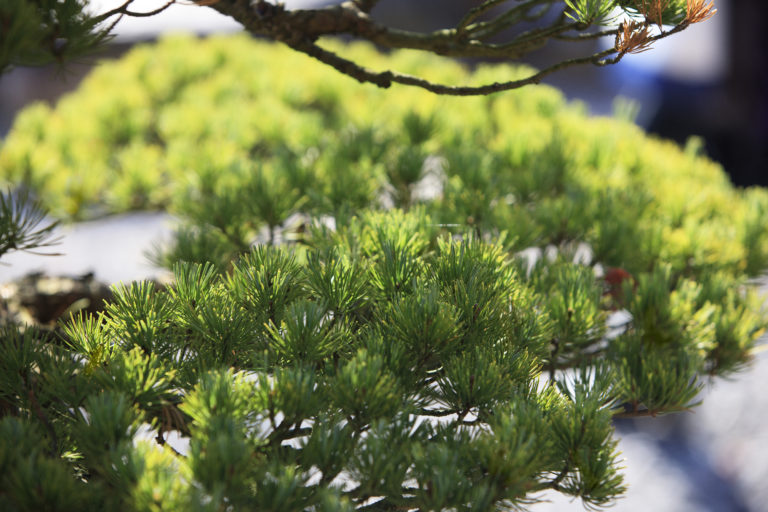 スライドショー画像 1