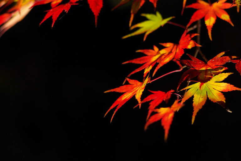 スライドショー画像 2